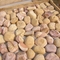 Yellow Sandstone Pebble Wall Stones,Landscaping Pebbles,Pebble L Corner Stone,Pebble Wall Cladding,Pebble Stones supplier